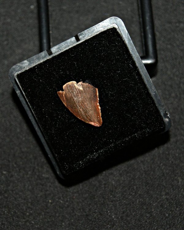 SONY DSC Diente de abelisaurio