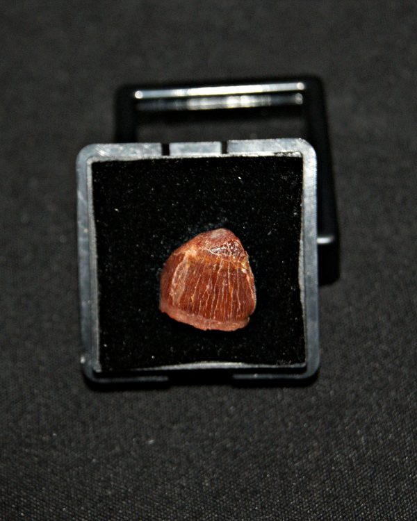 SONY DSC Diente de Hamadasuchus