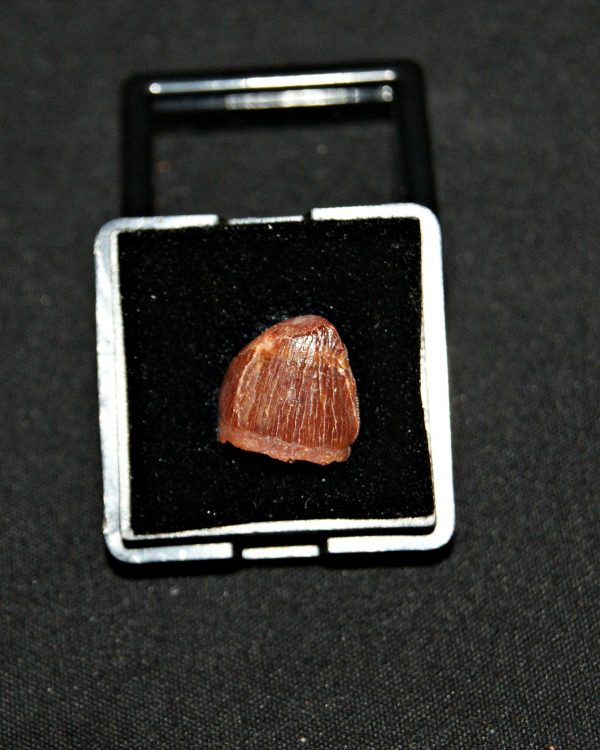 SONY DSC Diente de Hamadasuchus