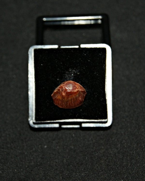 SONY DSC Diente de Hamadasuchus