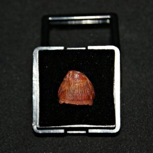 Diente de Hamadasuchus