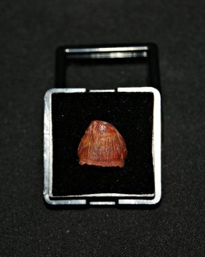 Diente de Hamadasuchus