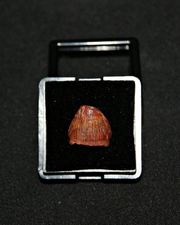 SONY DSC Diente de Hamadasuchus