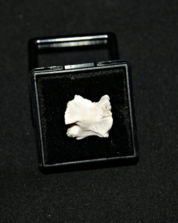 Vértebra de serpiente marina Palaeophis