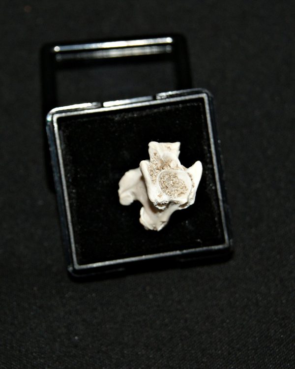 Vértebra de serpiente marina Palaeophis