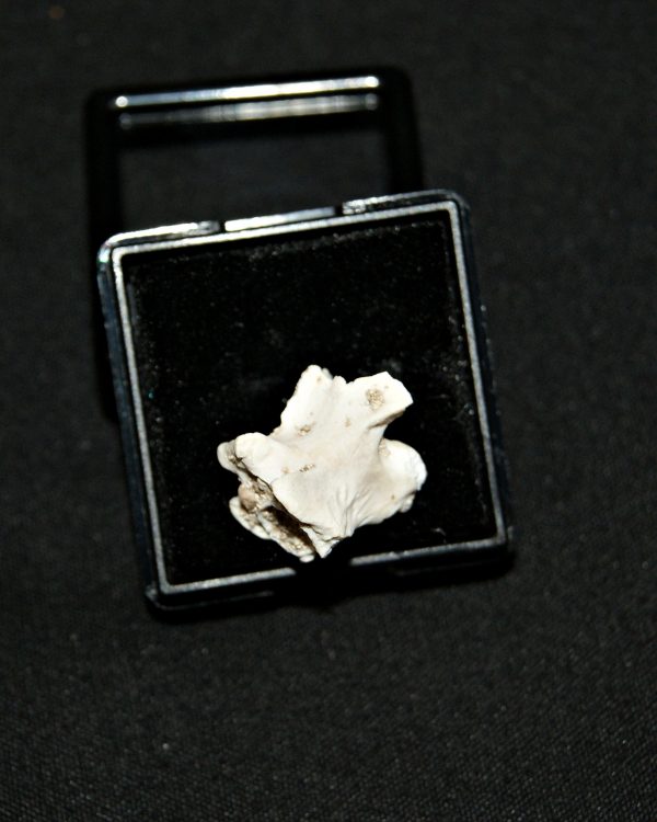 Vértebra de serpiente marina Palaeophis