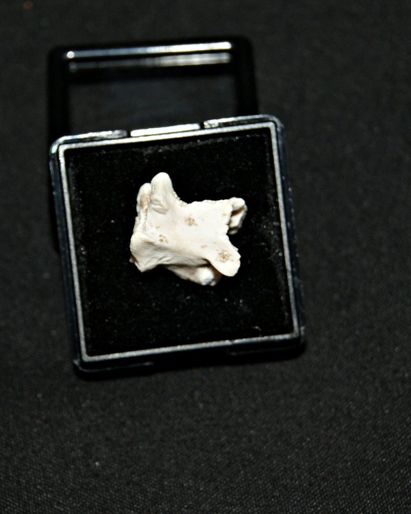 Vértebra de serpiente marina Palaeophis