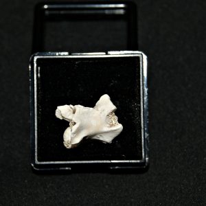 Vértebra de serpiente marina Palaeophis