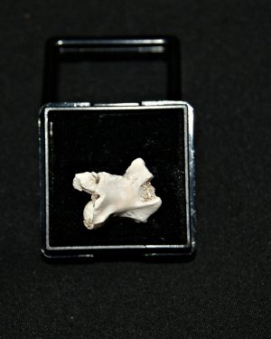 Vértebra de serpiente marina Palaeophis