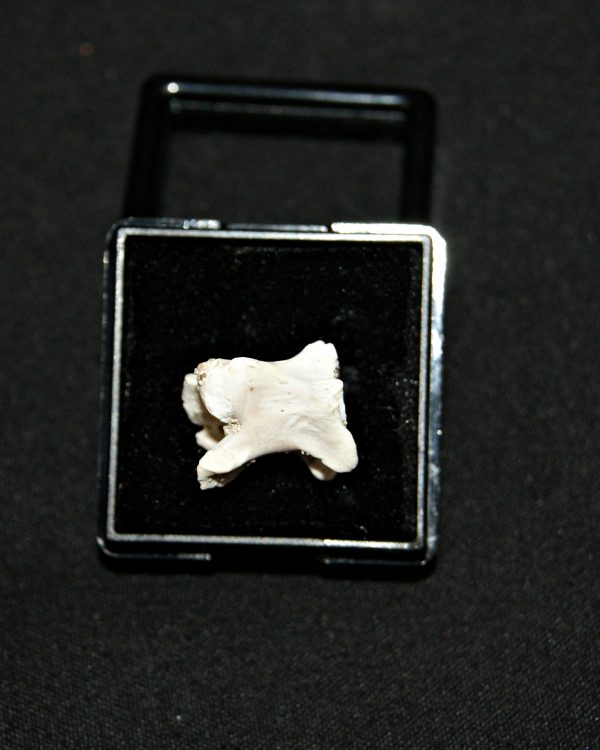 Vértebra de serpiente marina Palaeophis