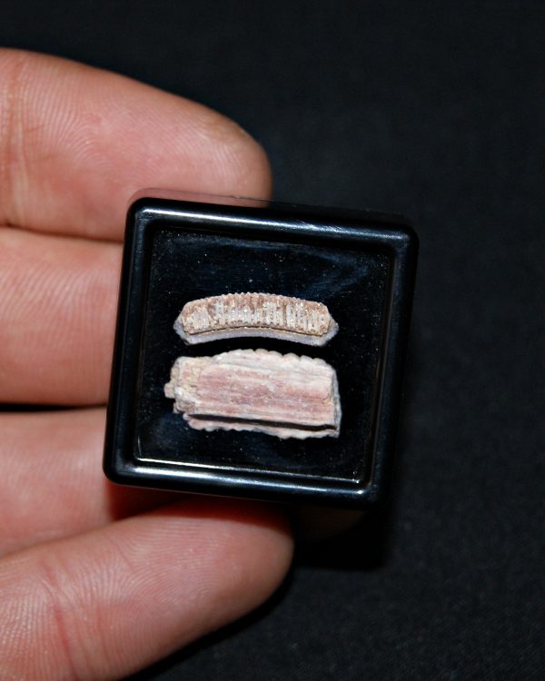 Colección Miliobatis (raya águila)