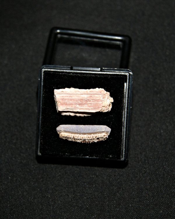 Colección Miliobatis (raya águila)