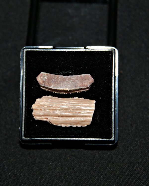 Colección Miliobatis (raya águila)