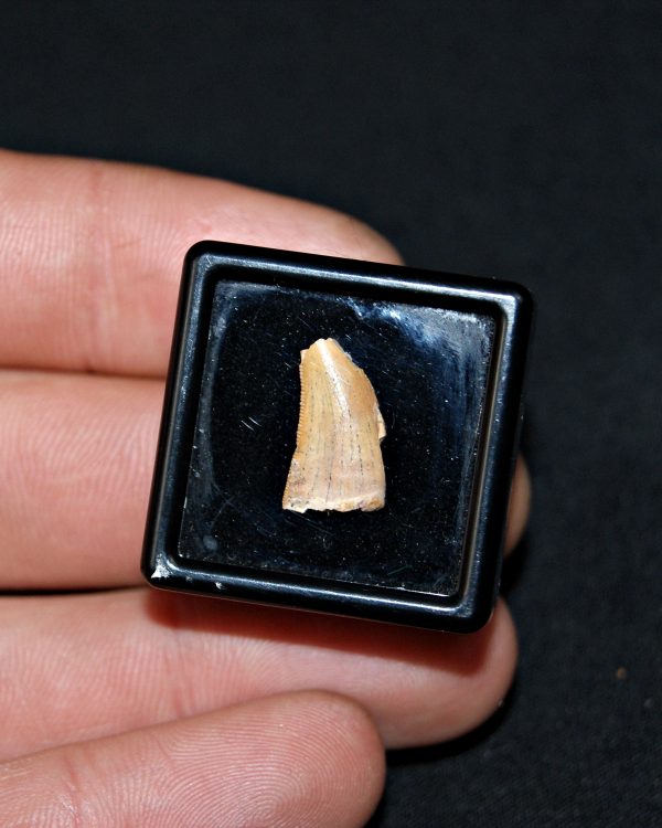 SONY DSC Diente de raptor