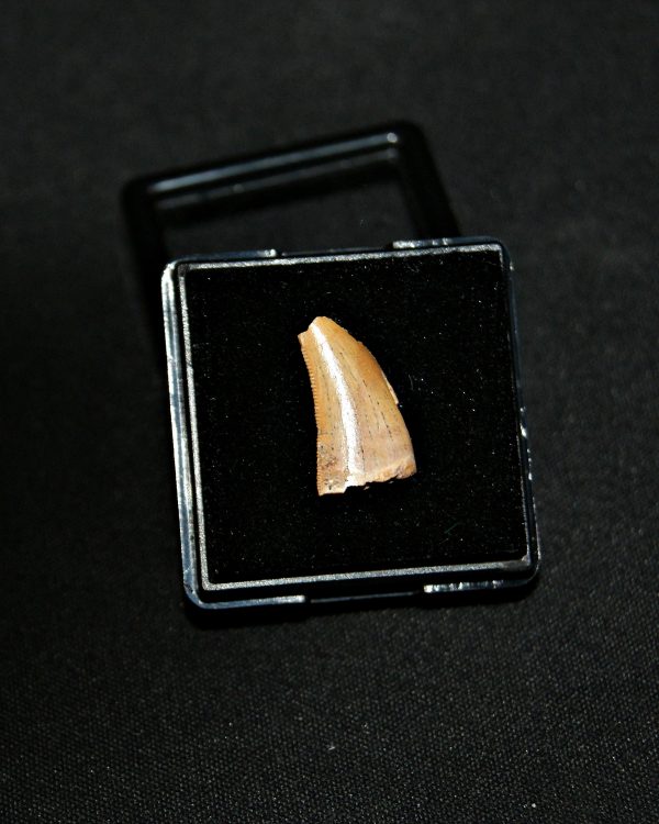 SONY DSC Diente de raptor