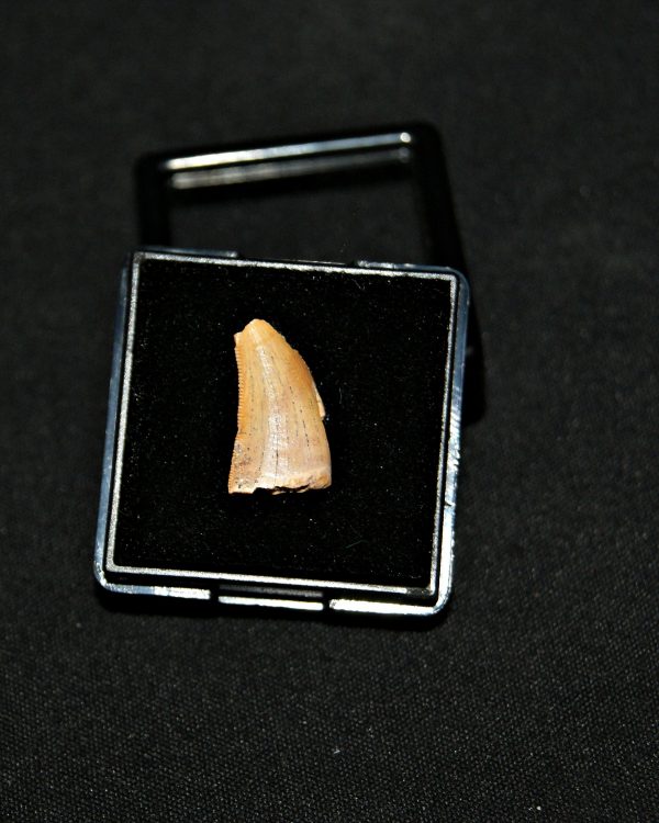 SONY DSC Diente de raptor