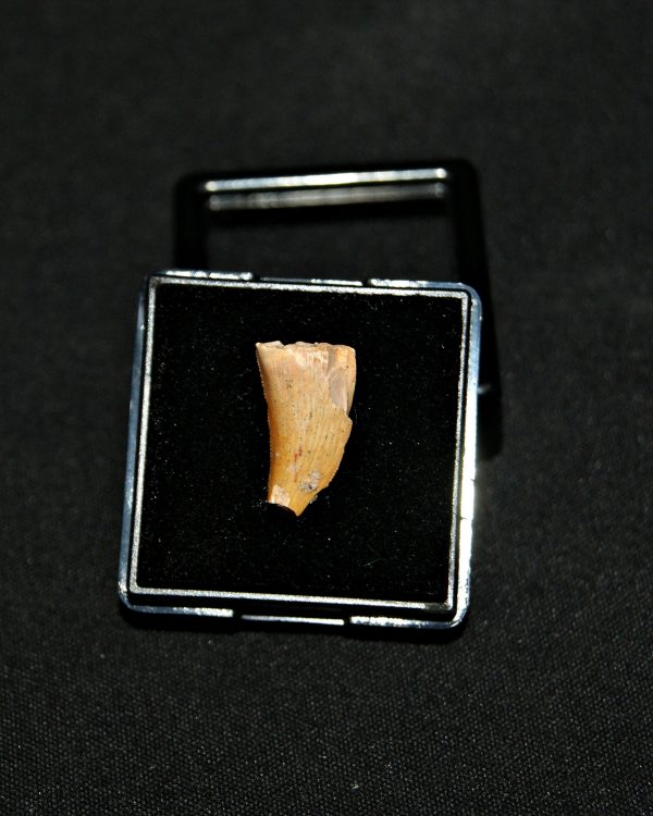 SONY DSC Diente de raptor