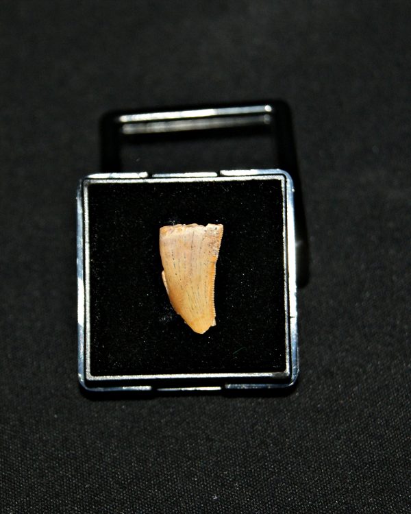 SONY DSC Diente de raptor