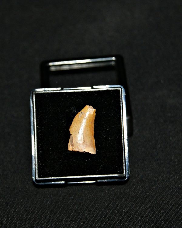 SONY DSC Diente de raptor