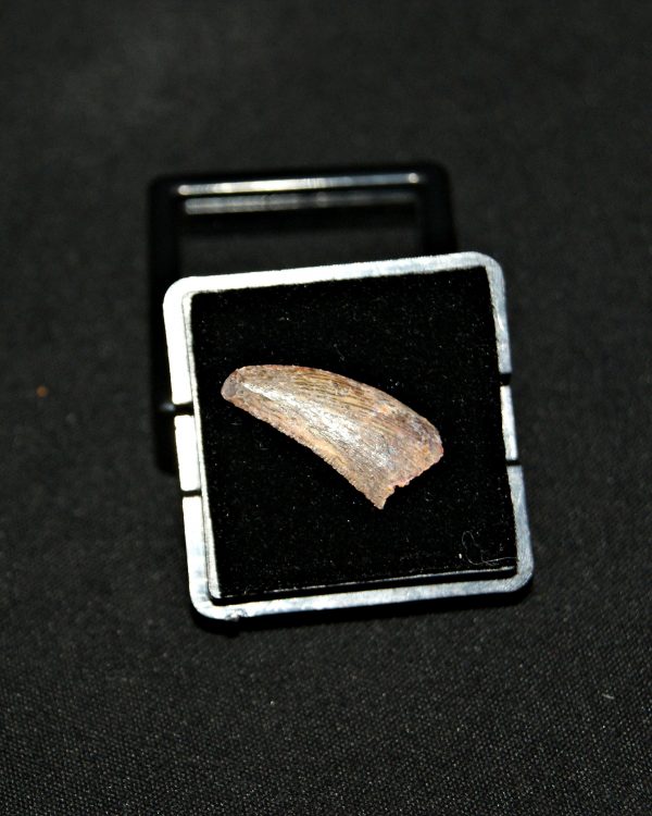 SONY DSC Diente de Deltadromeus agilis