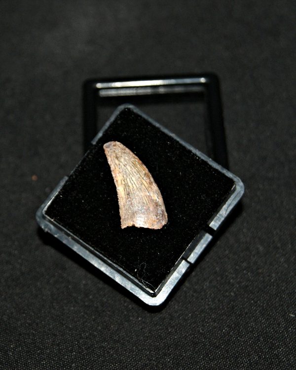 SONY DSC Diente de Deltadromeus agilis