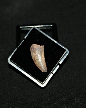 Diente de Deltadromeus agilis