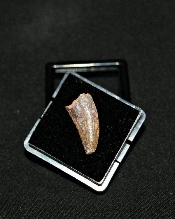 SONY DSC Diente de Deltadromeus agilis