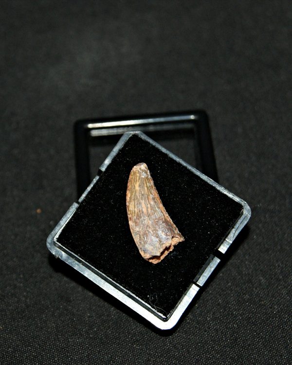 SONY DSC Diente de Deltadromeus agilis