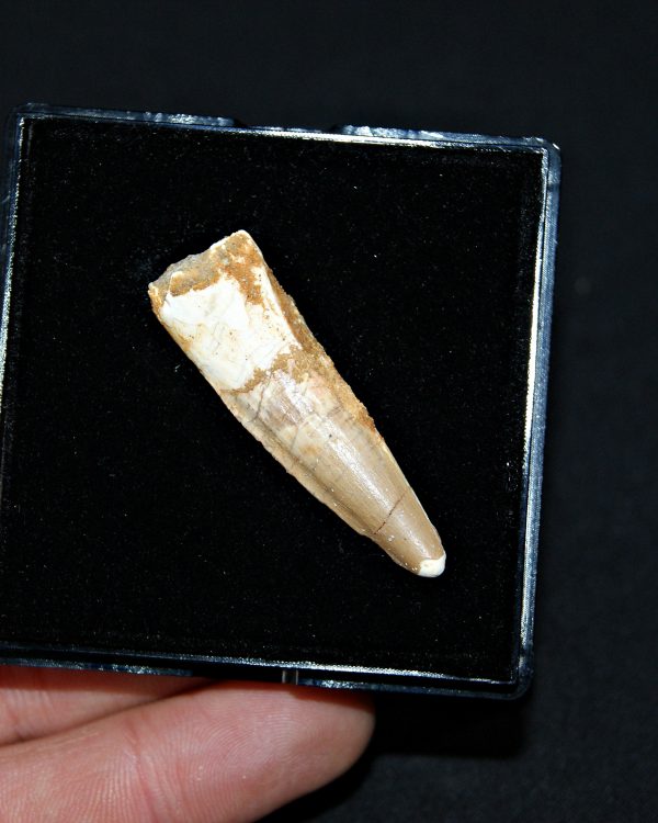 SONY DSC Spinosaurus aegyptiacus