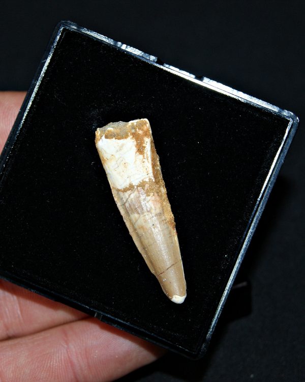 SONY DSC Spinosaurus aegyptiacus