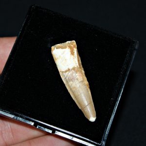 Spinosaurus aegyptiacus