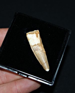 Spinosaurus aegyptiacus