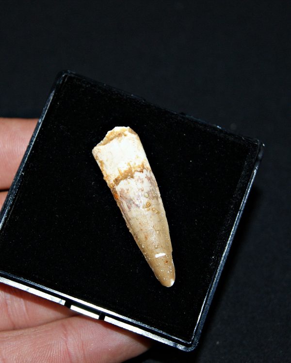 SONY DSC Spinosaurus aegyptiacus