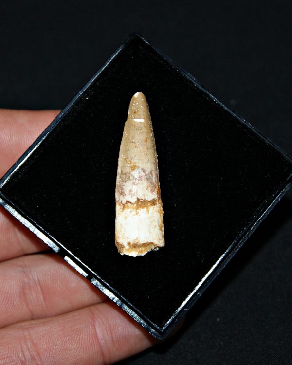 SONY DSC Spinosaurus aegyptiacus