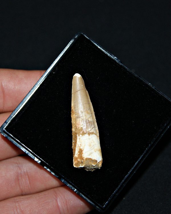 SONY DSC Spinosaurus aegyptiacus