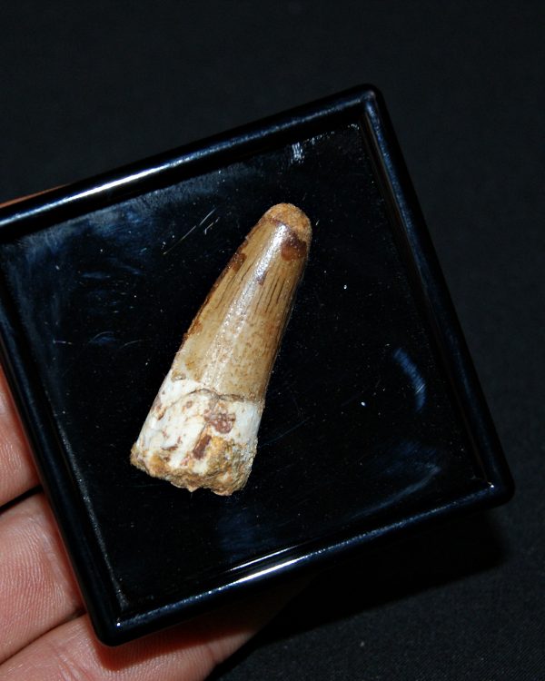 Spinosaurus aegyptiacus