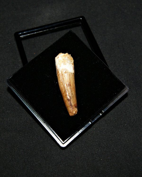 Spinosaurus aegyptiacus