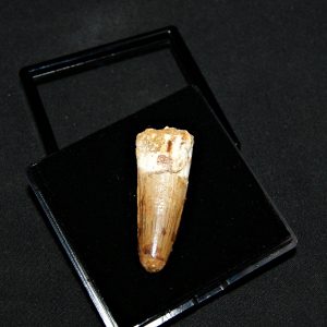 Spinosaurus aegyptiacus