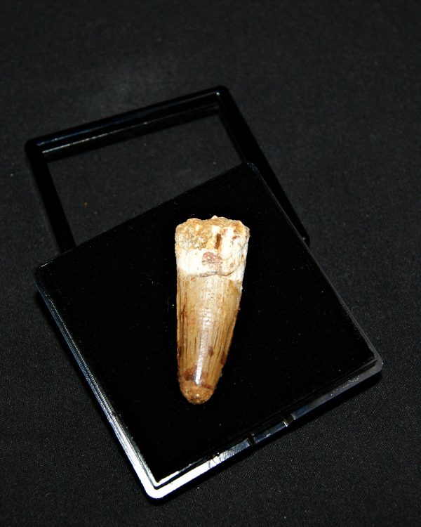 Spinosaurus aegyptiacus