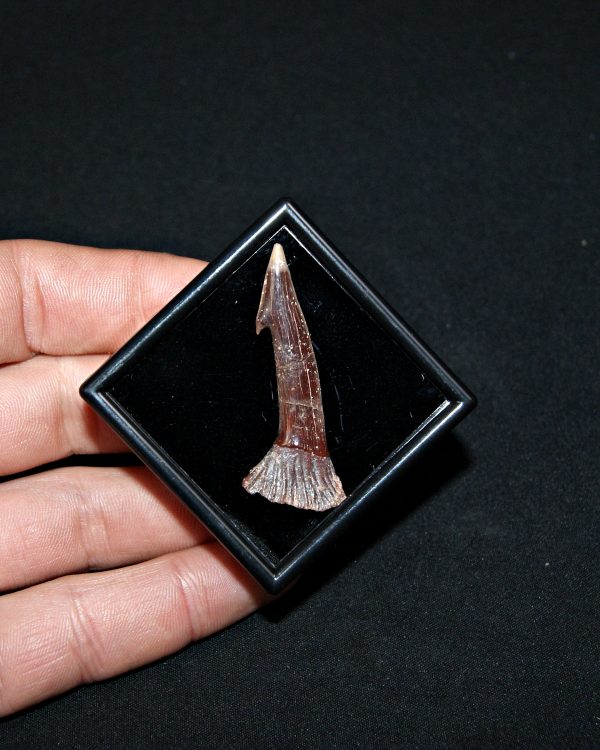 Rostal de Onchopristis numidus