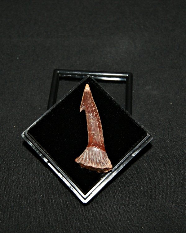 Rostal de Onchopristis numidus