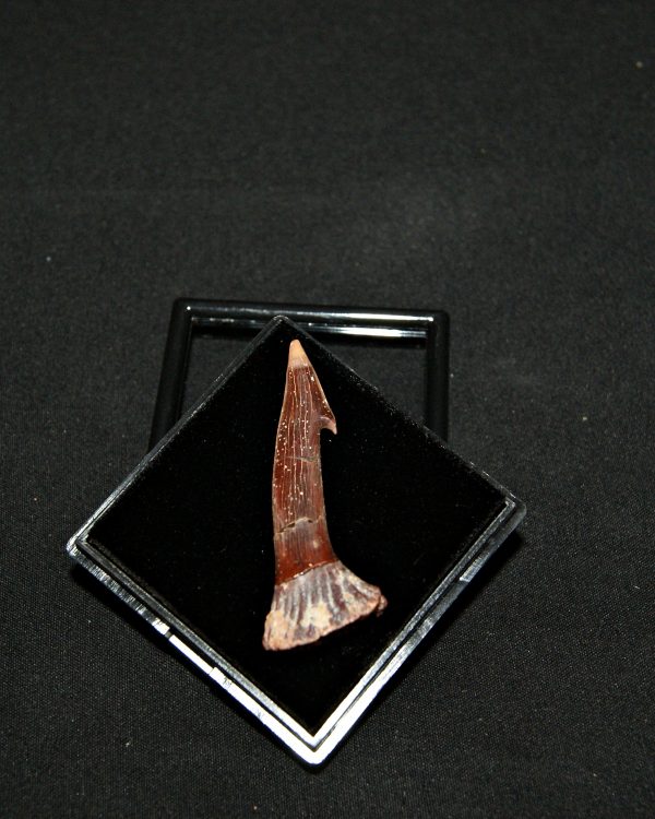 Rostal de Onchopristis numidus