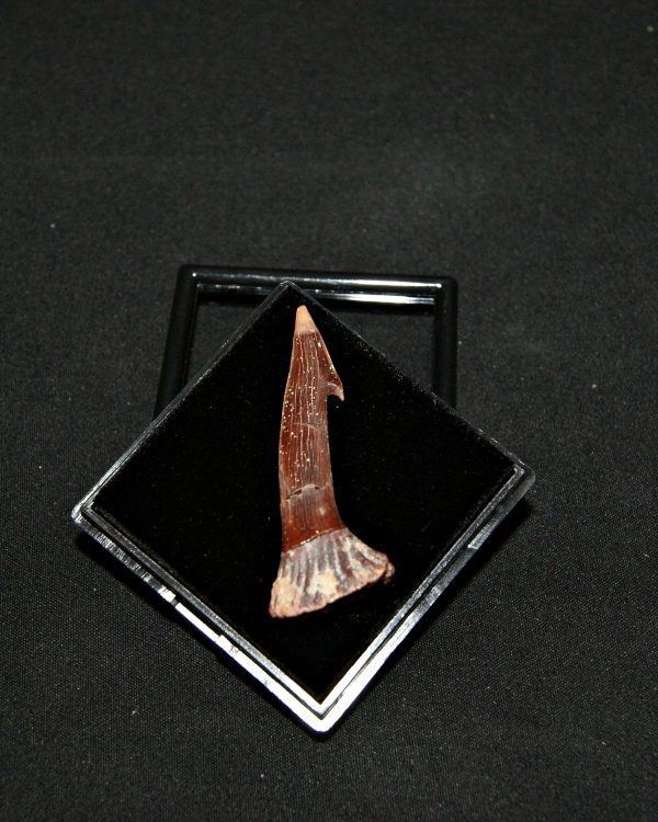 Rostal de Onchopristis numidus