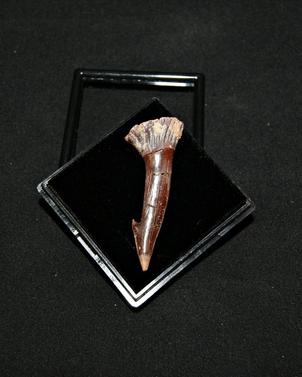 Rostal de Onchopristis numidus