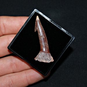 Rostal de Onchopristis numidus