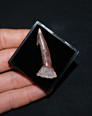 Rostal de Onchopristis numidus