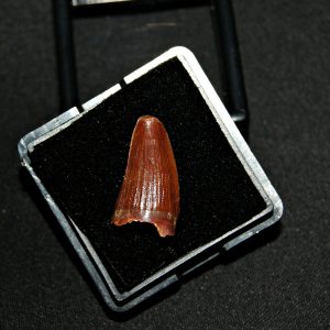 Elosuchus cheferensis