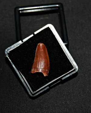 Elosuchus cheferensis