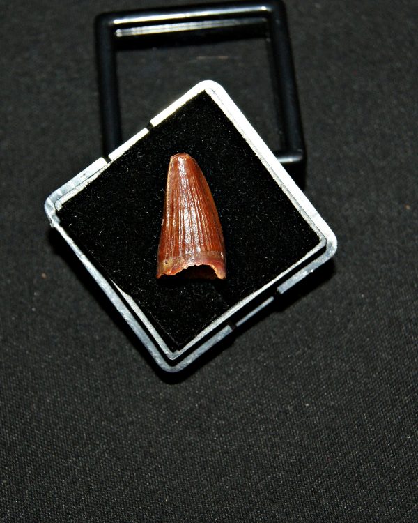 SONY DSC Elosuchus cheferensis