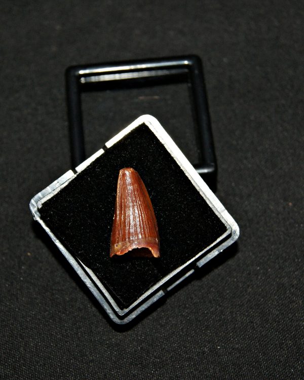 SONY DSC Elosuchus cheferensis